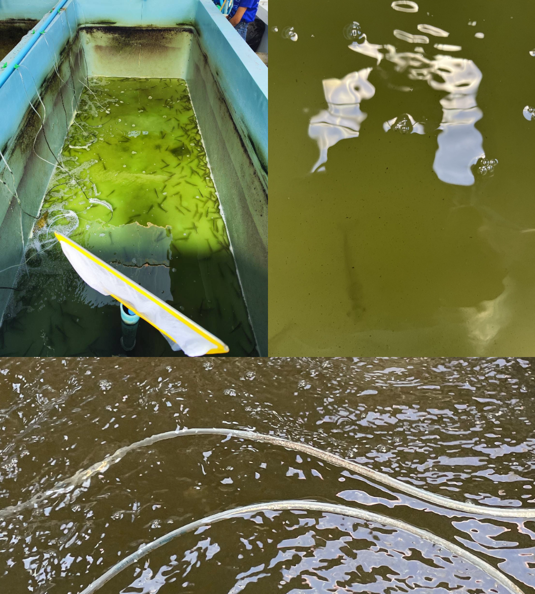 photo-collage.png-3